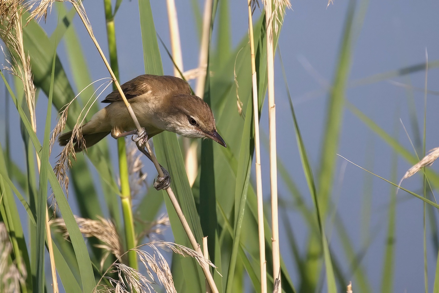 Rákosník obecný  ( Acrocephalus scirpaceus )