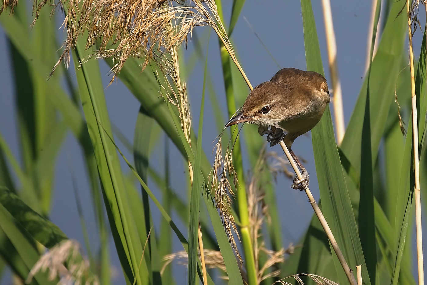 Rákosník obecný  ( Acrocephalus scirpaceus )