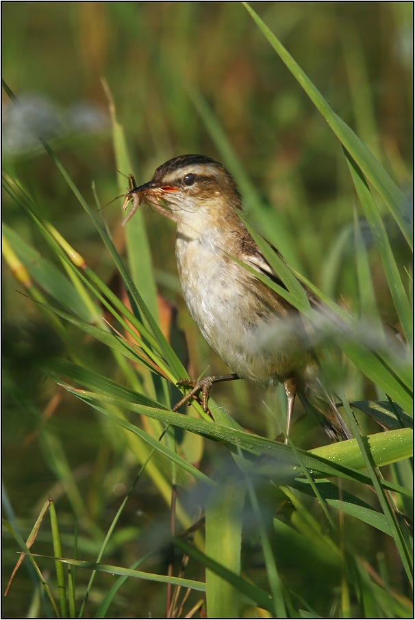 Rákosník proužkovaný