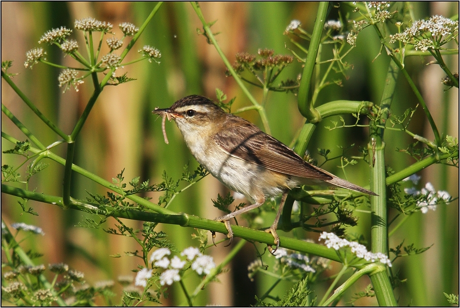 Rákosník proužkovaný