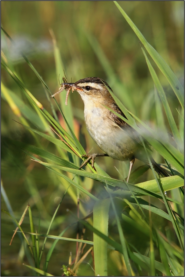 Rákosník proužkovaný