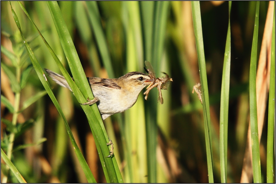 Rákosník proužkovaný