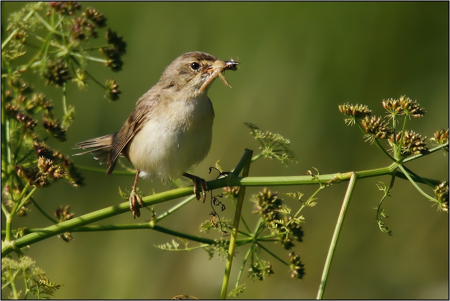 Rákosník proužkovaný