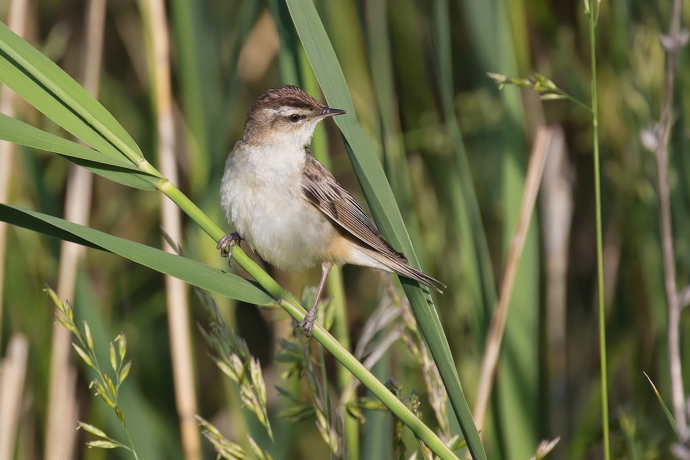Rákosník proužkovaný  (Acrocephalus schoenobaenus )