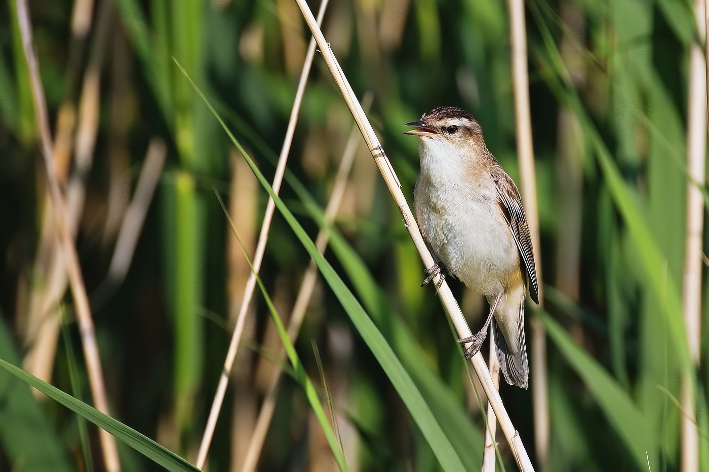 Rákosník proužkovaný  (Acrocephalus schoenobaenus )