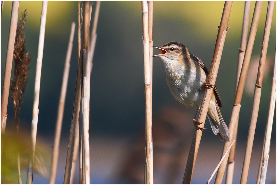 Rákosník proužkovaný ( Acrocephalus schoenobaenus )