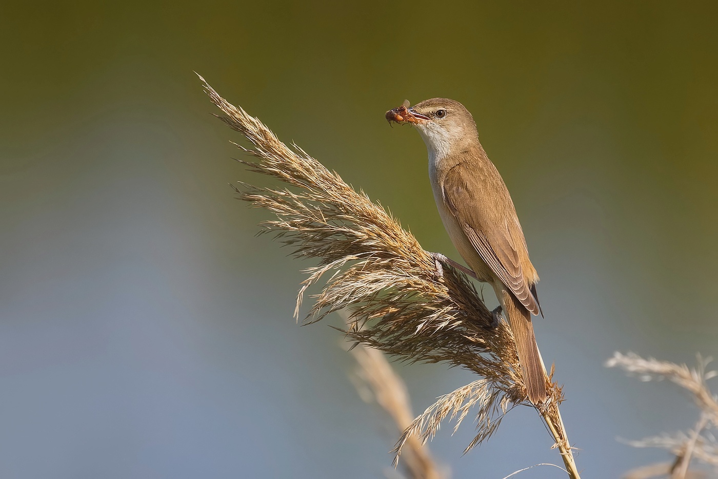 Rákosník velký  ( Acrocepphalus arundinaceus )