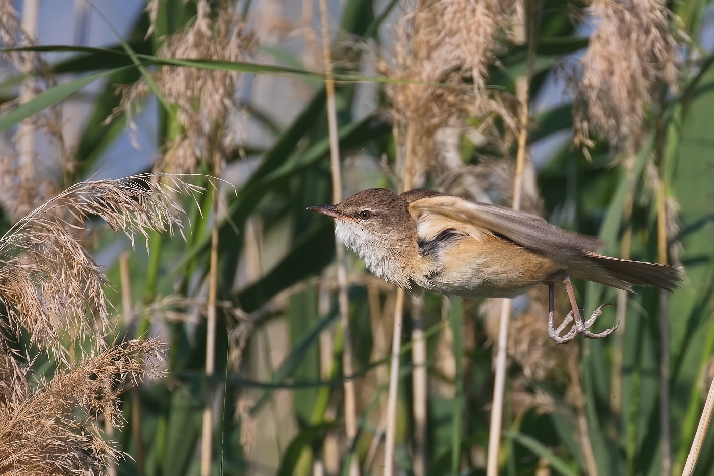 Rákosník velký  ( Acrocepphalus arundinaceus )