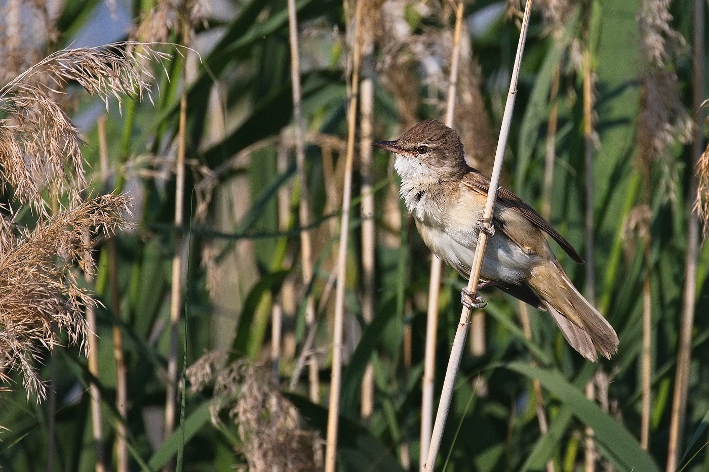 Rákosník velký  ( Acrocepphalus arundinaceus )