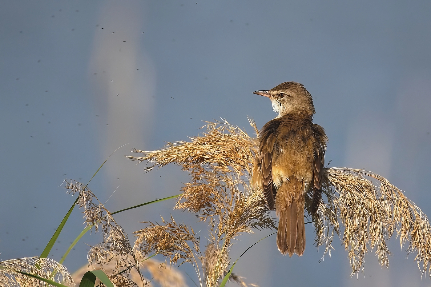 Rákosník velký  ( Acrocepphalus arundinaceus )
