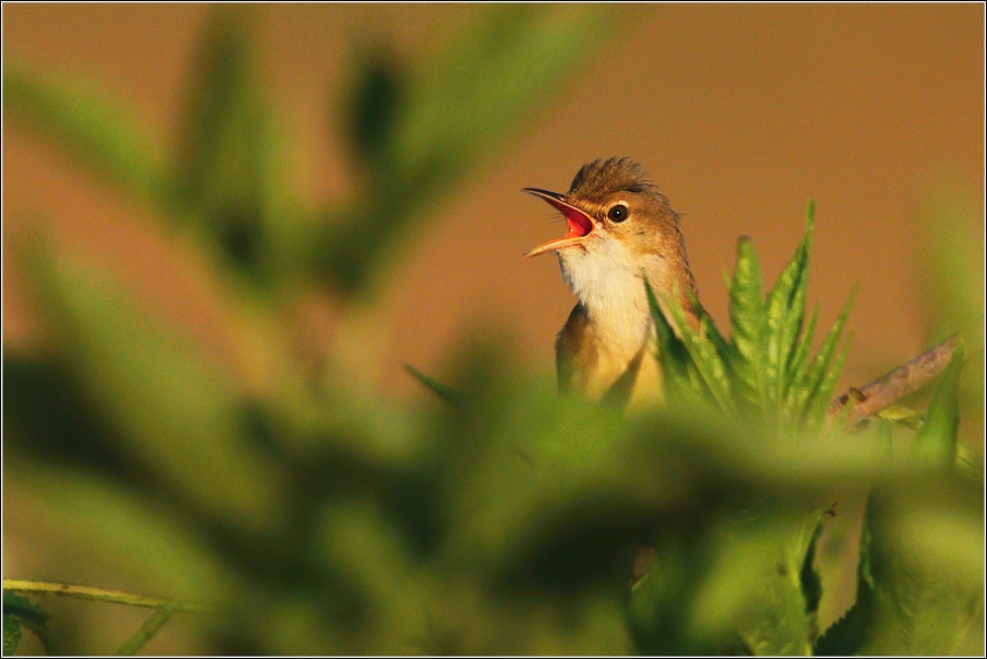 Rákosník zpěvný  ( Acrocephalus palustris )