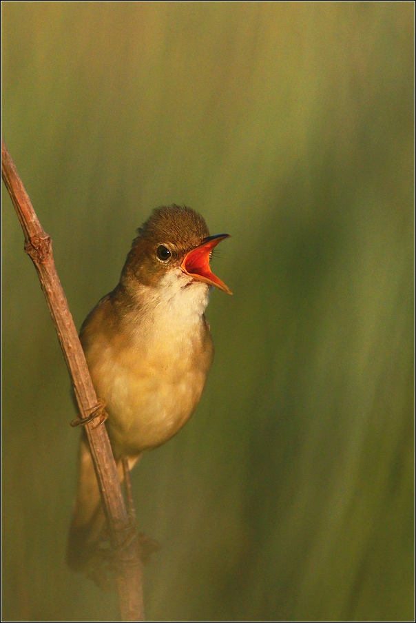 Rákosník zpěvný  ( Acrocephalus palustris )