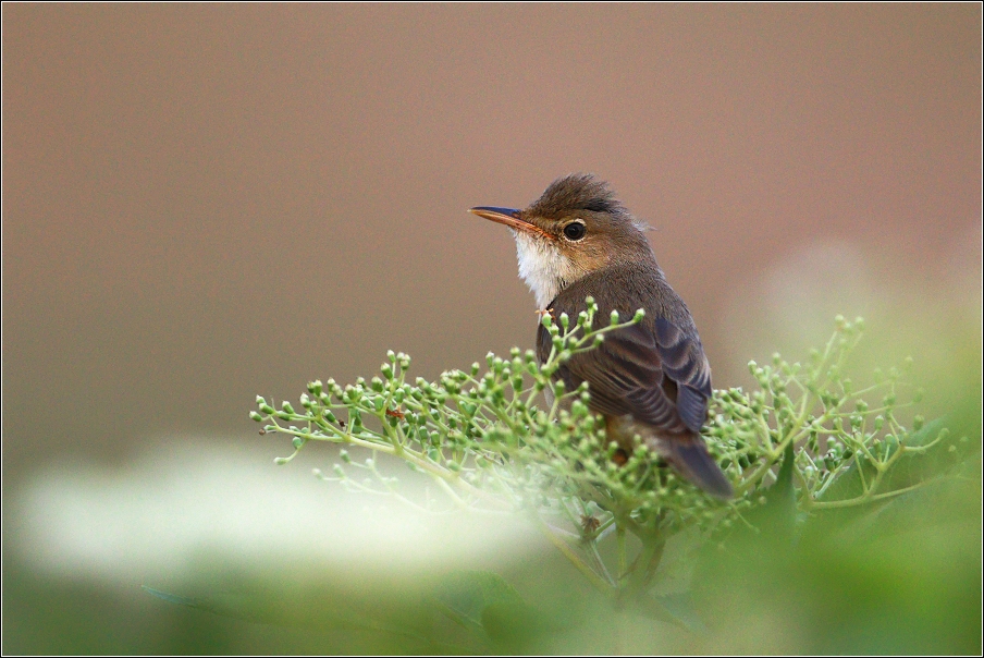 Rákosník zpěvný  ( Acrocephalus palustris )