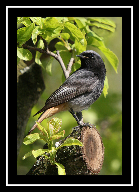 Rehek domácí - samec