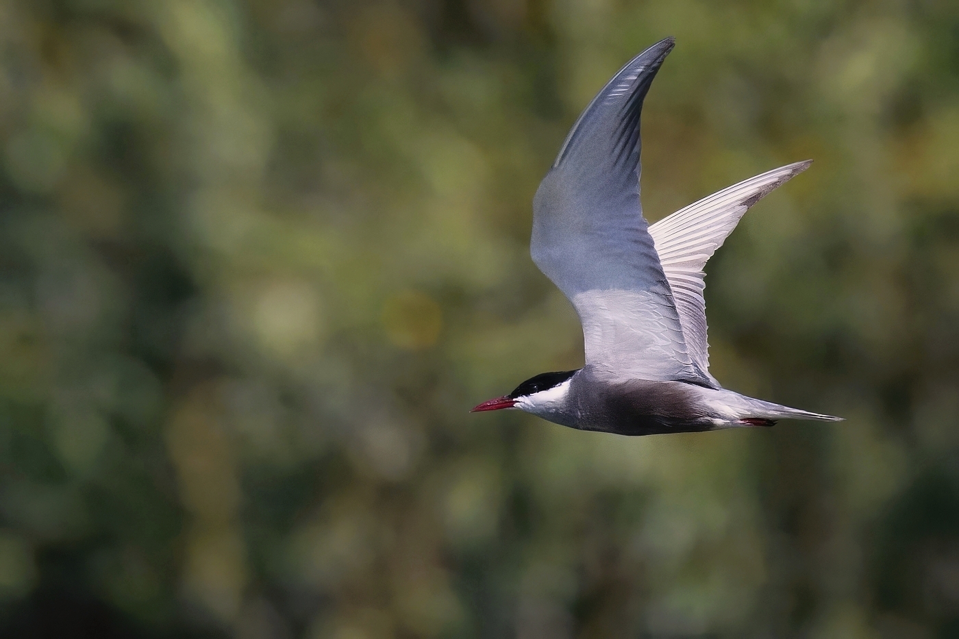 Rybák bahenní  ( Chlidonias hybridus )