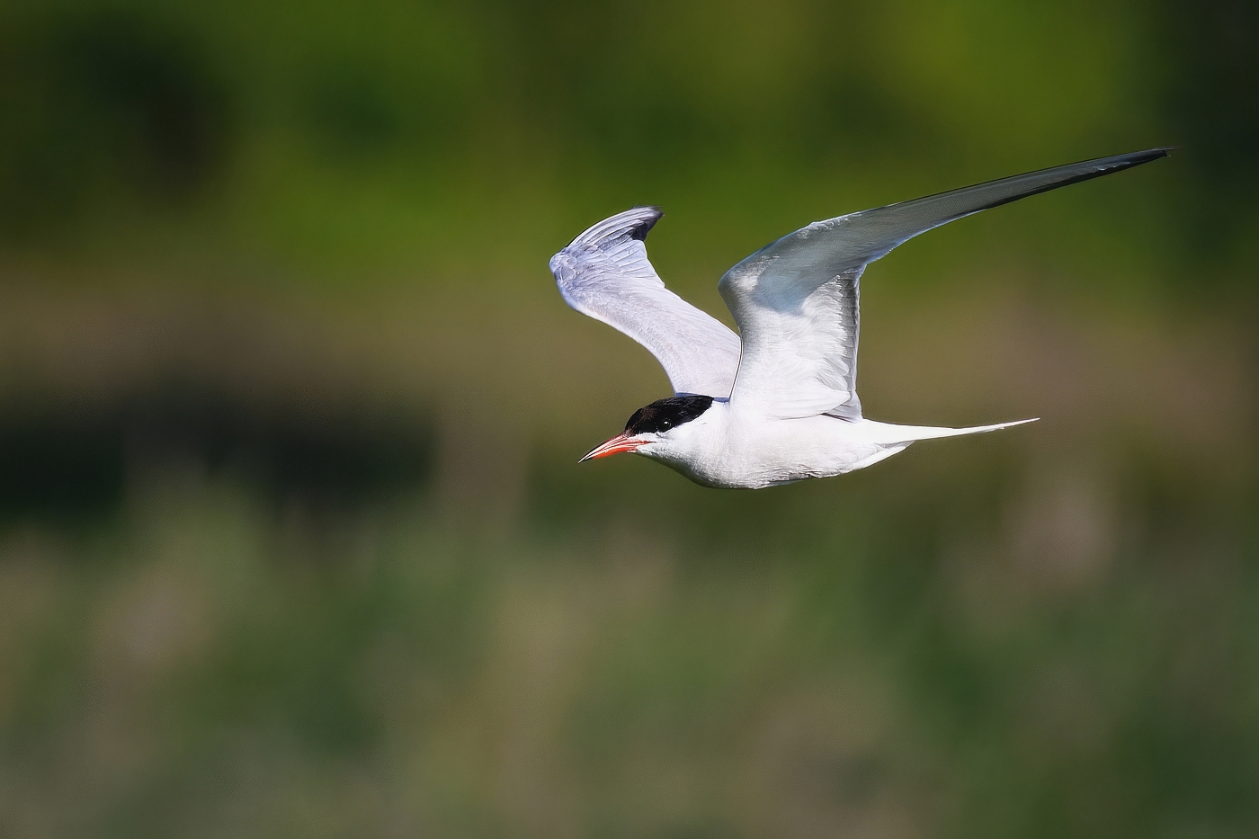 Rybák obecný  ( Sterna hirundo )