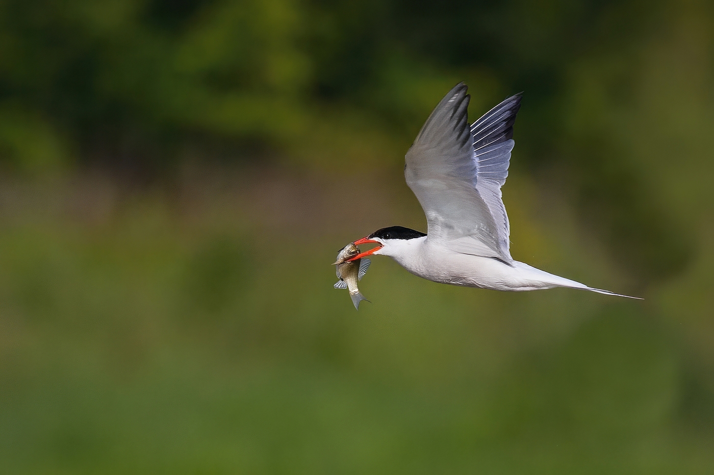Rybák obecný  ( Sterna hirundo )