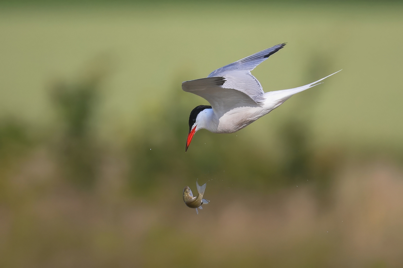 Rybák obecný  ( Sterna hirundo )