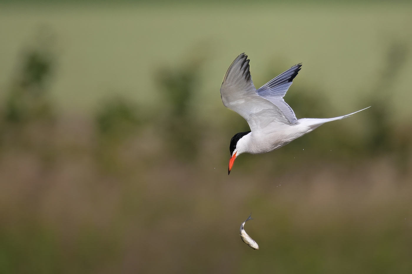 Rybák obecný  ( Sterna hirundo )