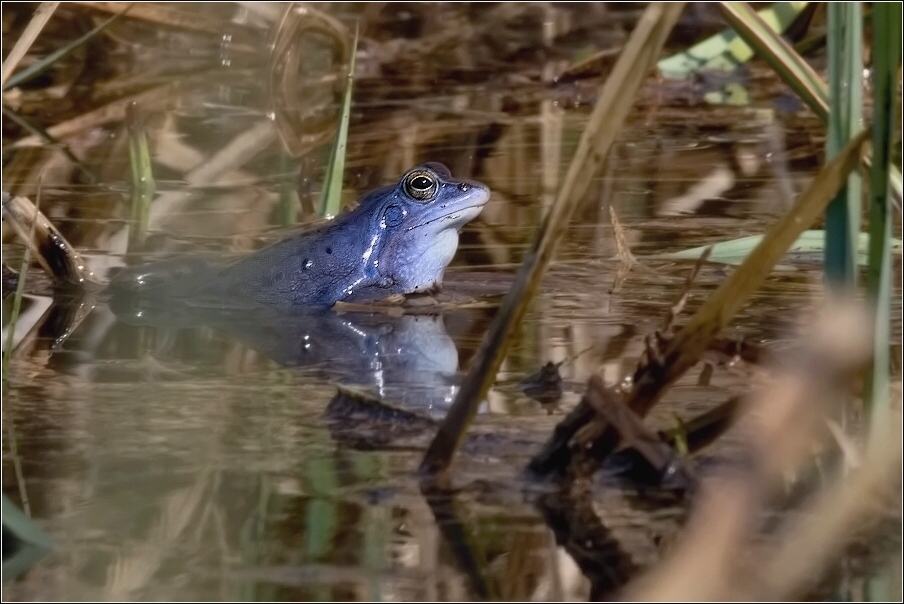 Skokan ostronosý ( Rana arvalis )
