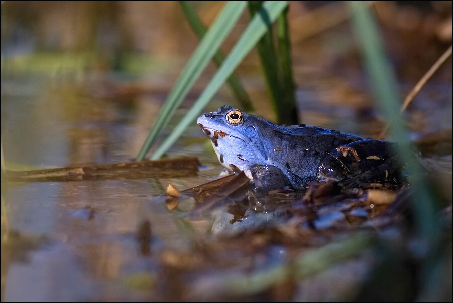 Skokan ostronosý ( Rana arvalis )