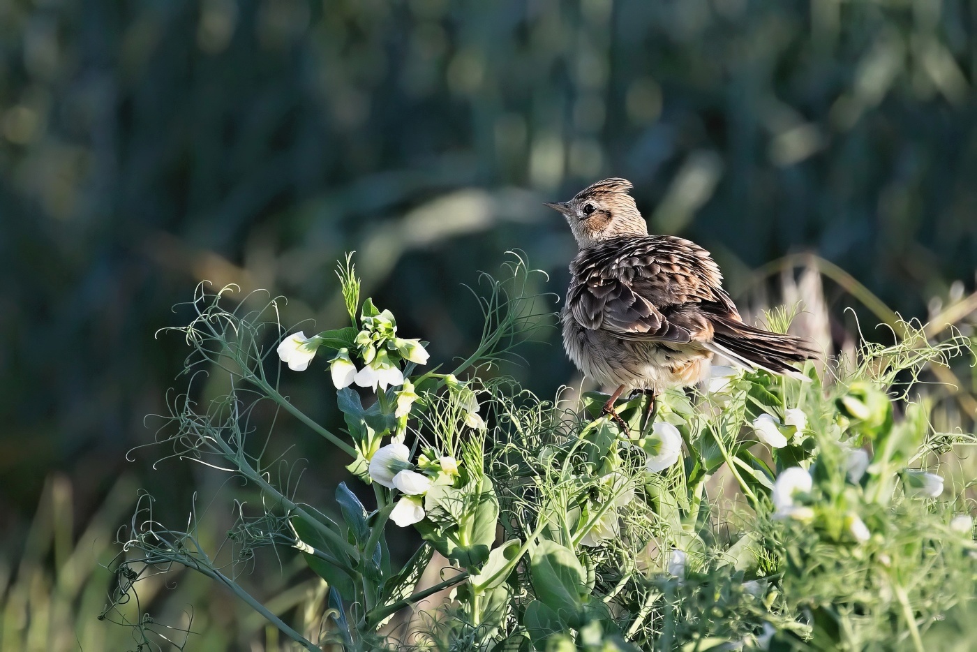Skřivan polní  ( Alauda arvensis