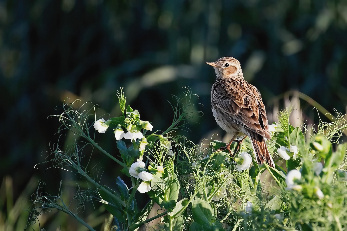 Skřivan polní  ( Alauda arvensis