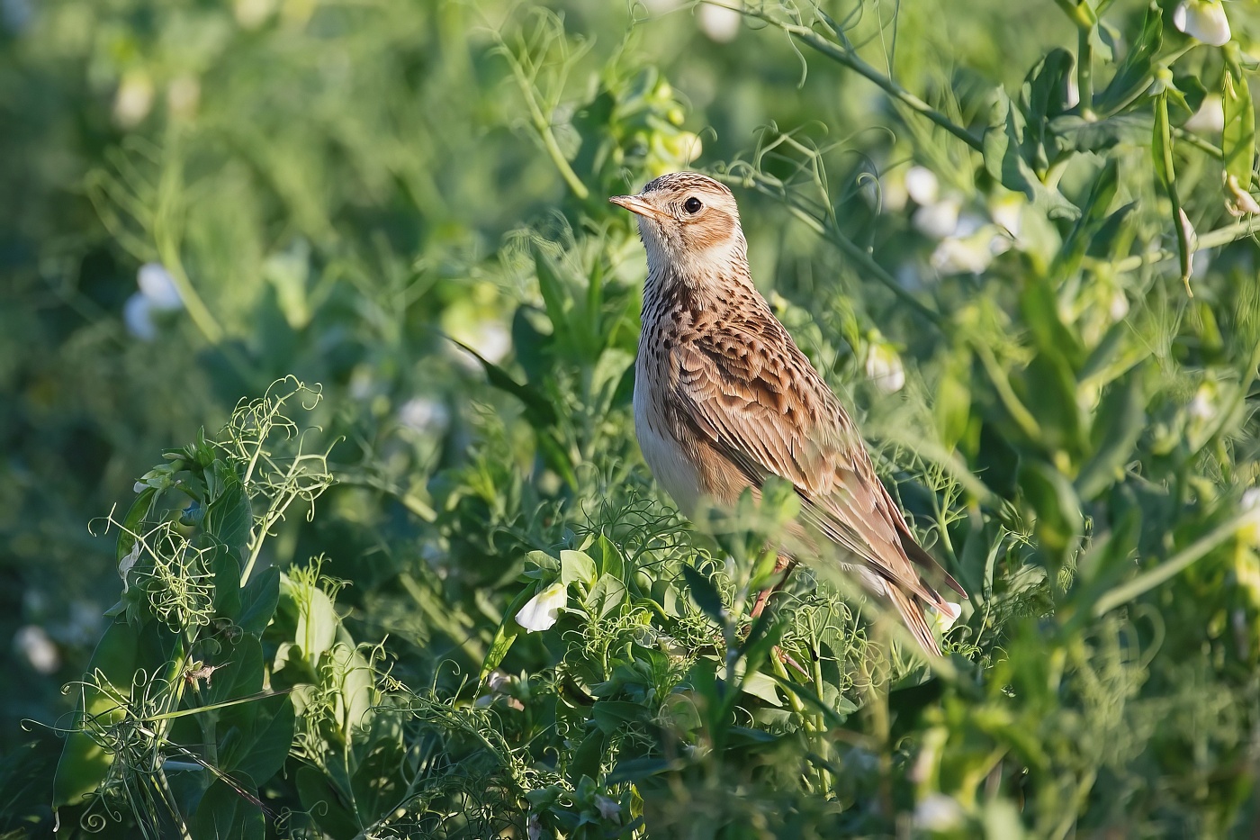 Skřivan polní  ( Alauda arvensis