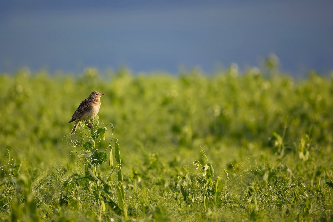 Skřivan polní  ( Alauda arvensis