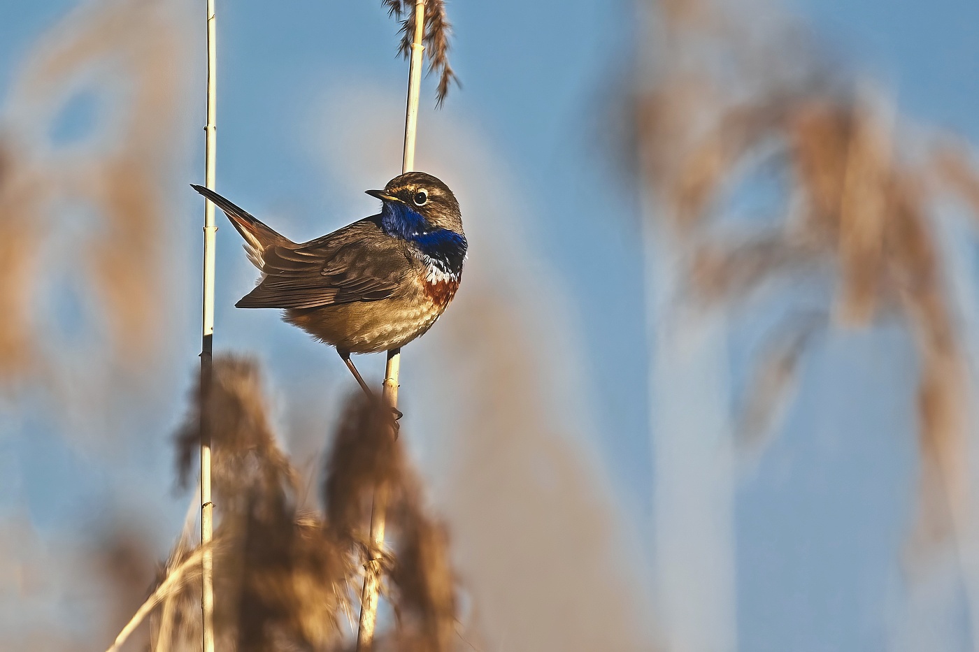 Slavík modráček  ( Luscinia svecica )