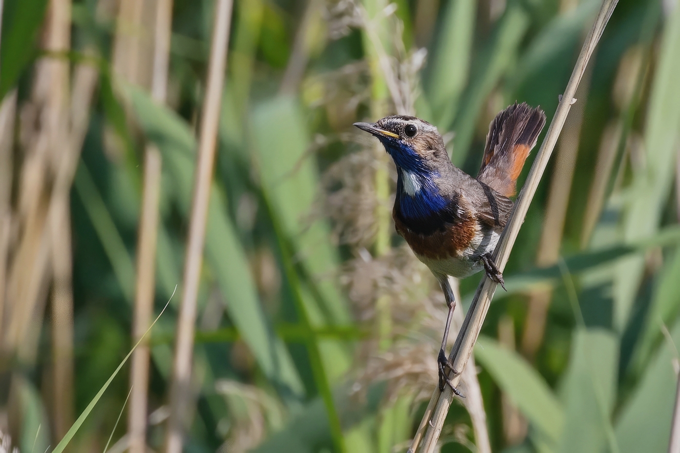 Slavík modráček  ( Luscinia svecica )