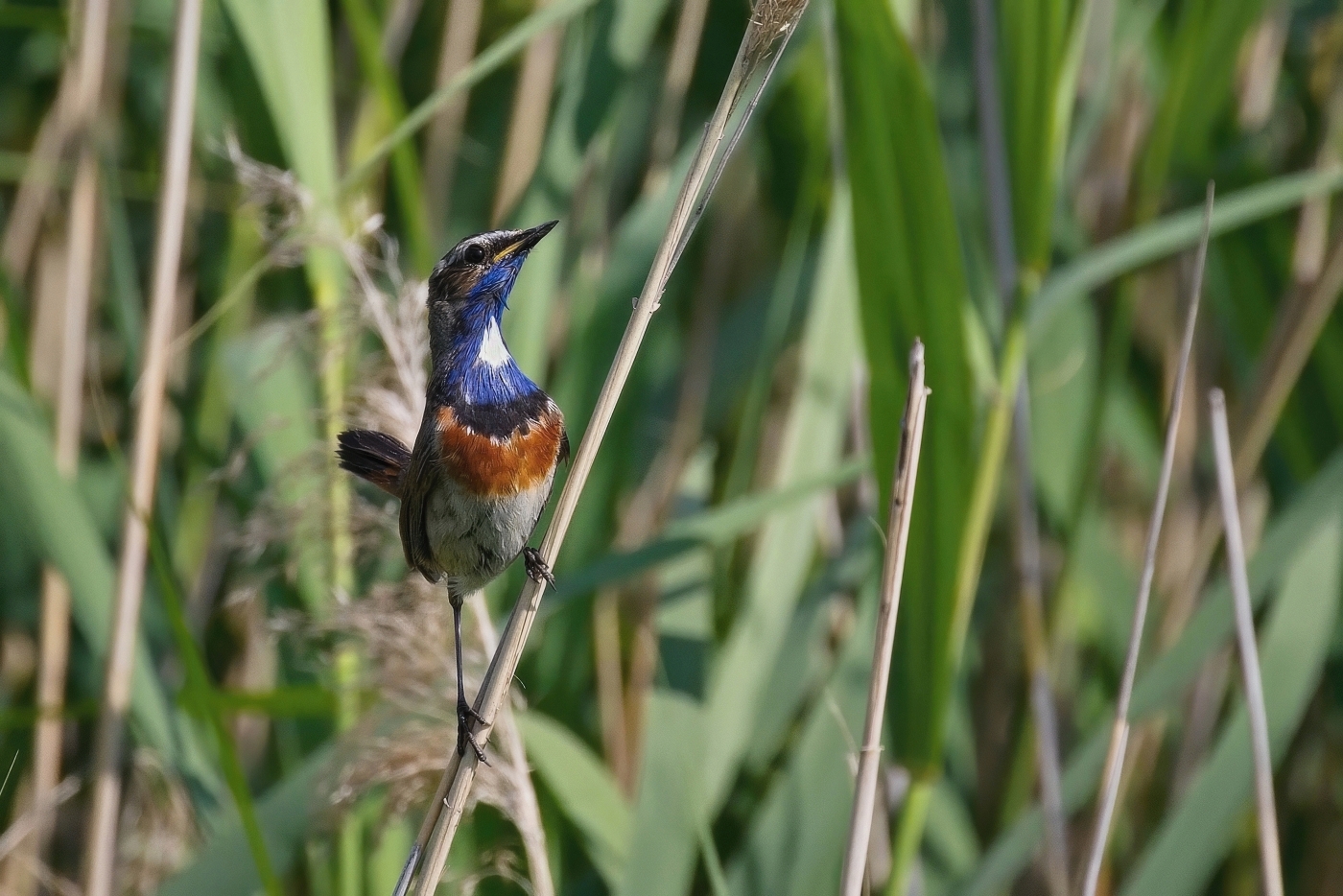 Slavík modráček  ( Luscinia svecica )