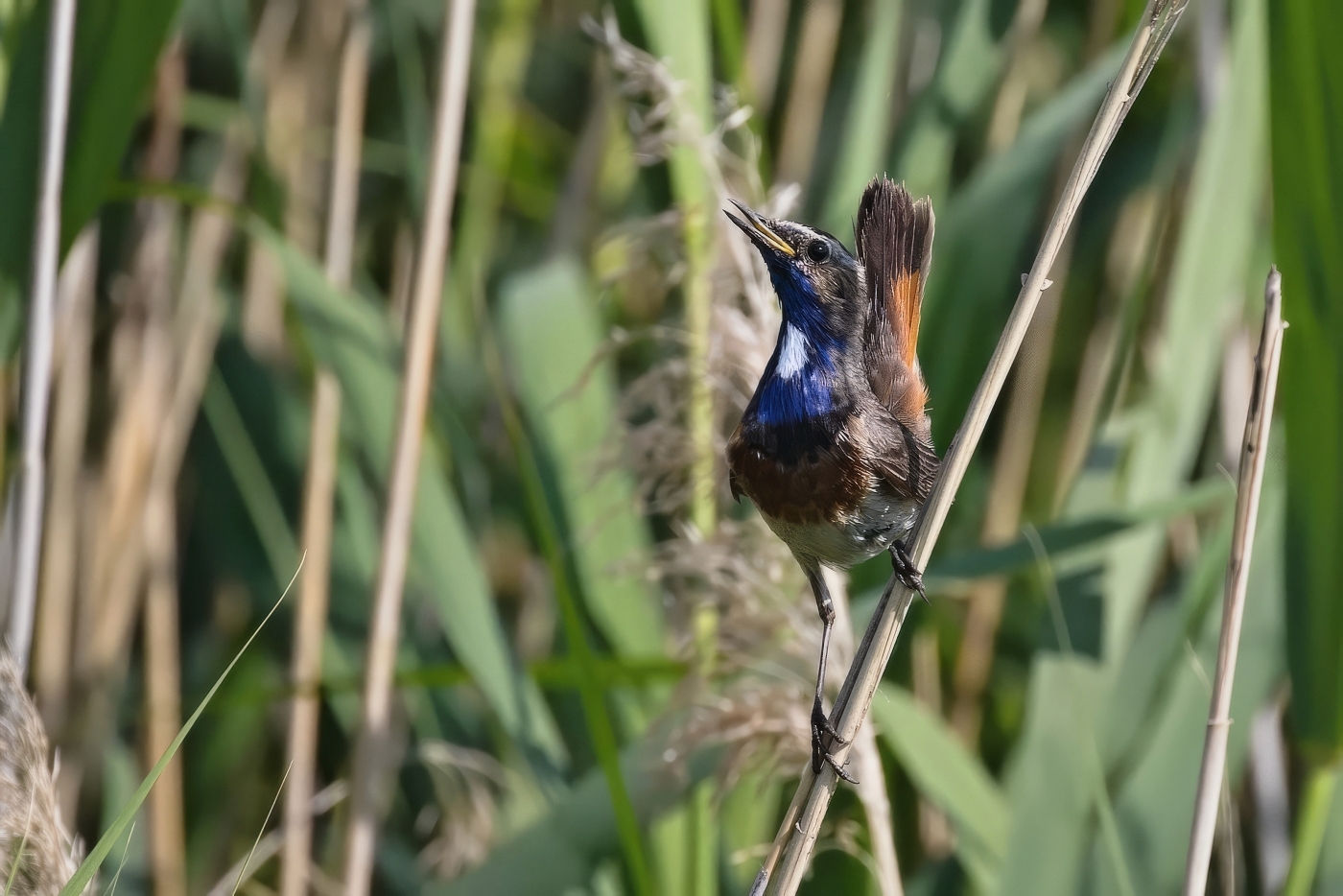 Slavík modráček  ( Luscinia svecica )