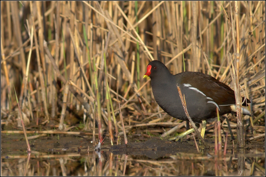Slípka zelenonohá ( Gallinula chloropus )