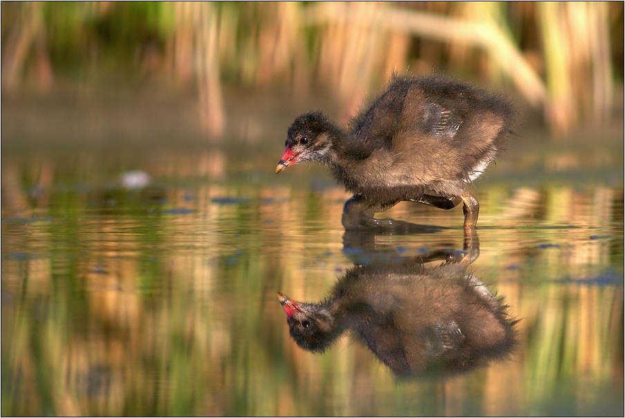 Slípka zelenonohá ( Gallinula chloropus )