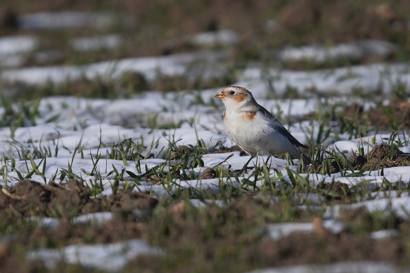 Sněhule severní  ( Plectrophenax nivalis )