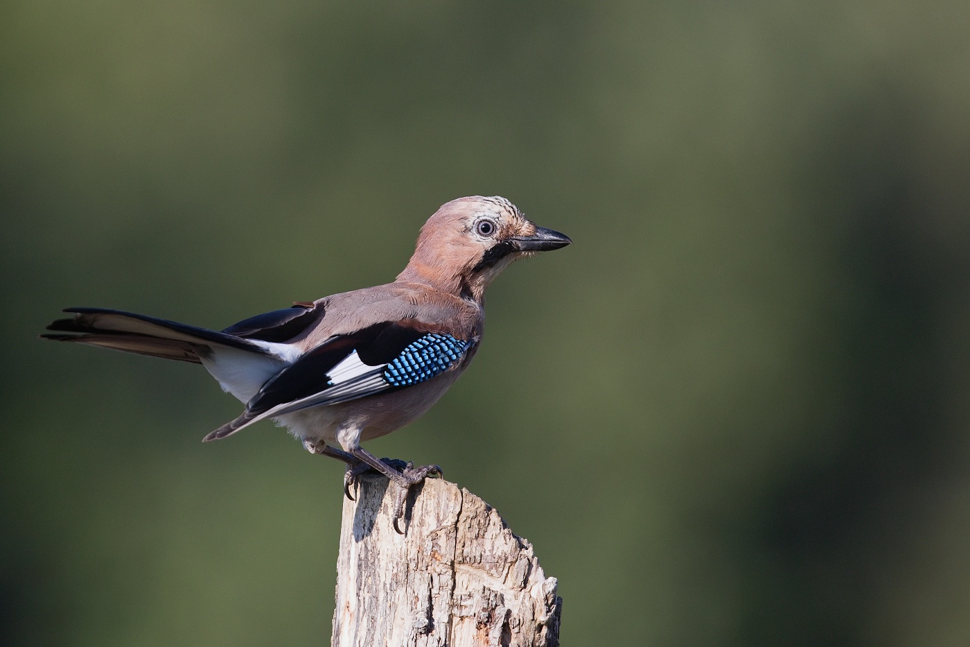 Sojka obecná  ( Garrulus glandarius )
