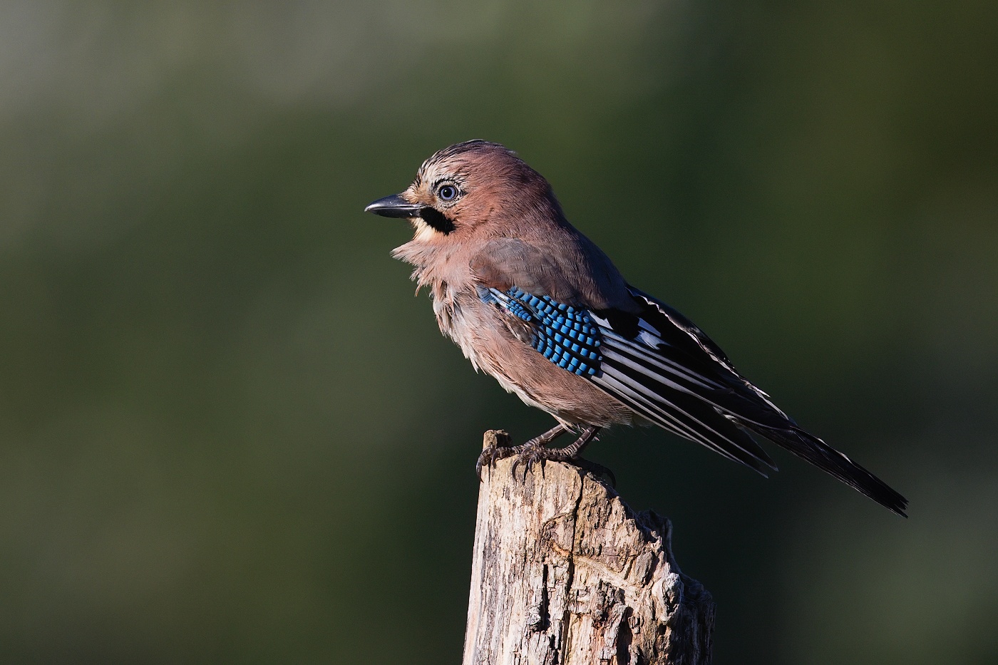 Sojka obecná  ( Garrulus glandarius )