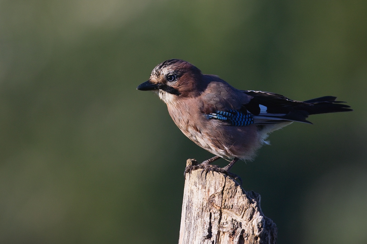 Sojka obecná  ( Garrulus glandarius )