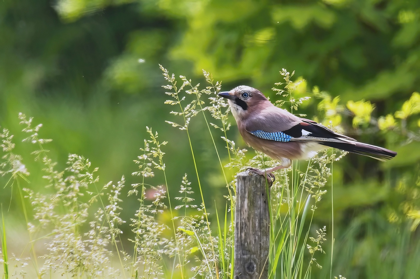 Sojka obecná  ( Garrulus glandarius )
