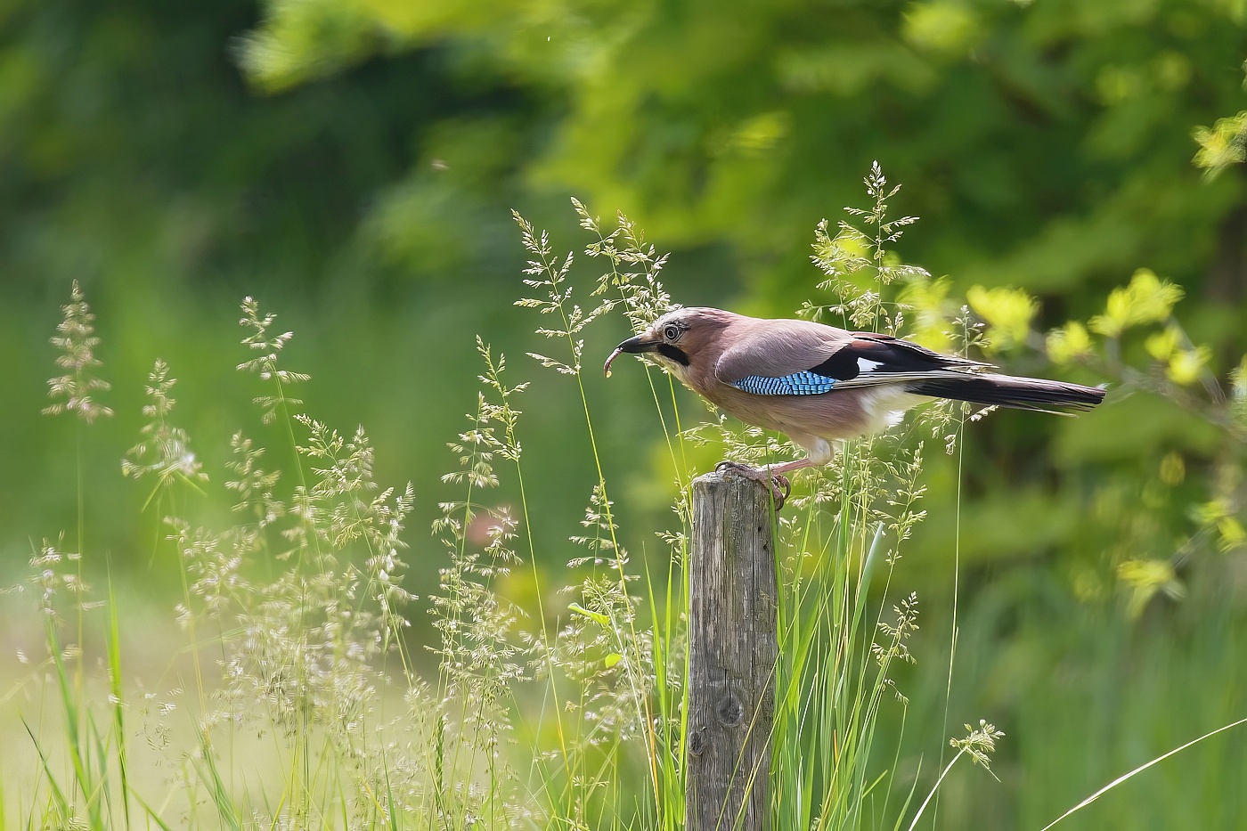 Sojka obecná  ( Garrulus glandarius )