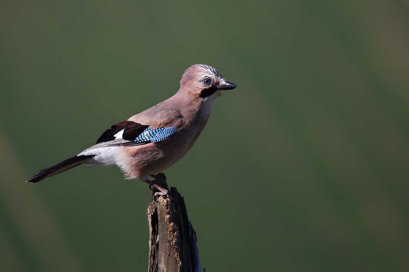 Sojka obecná  ( Garrulus glandarius )