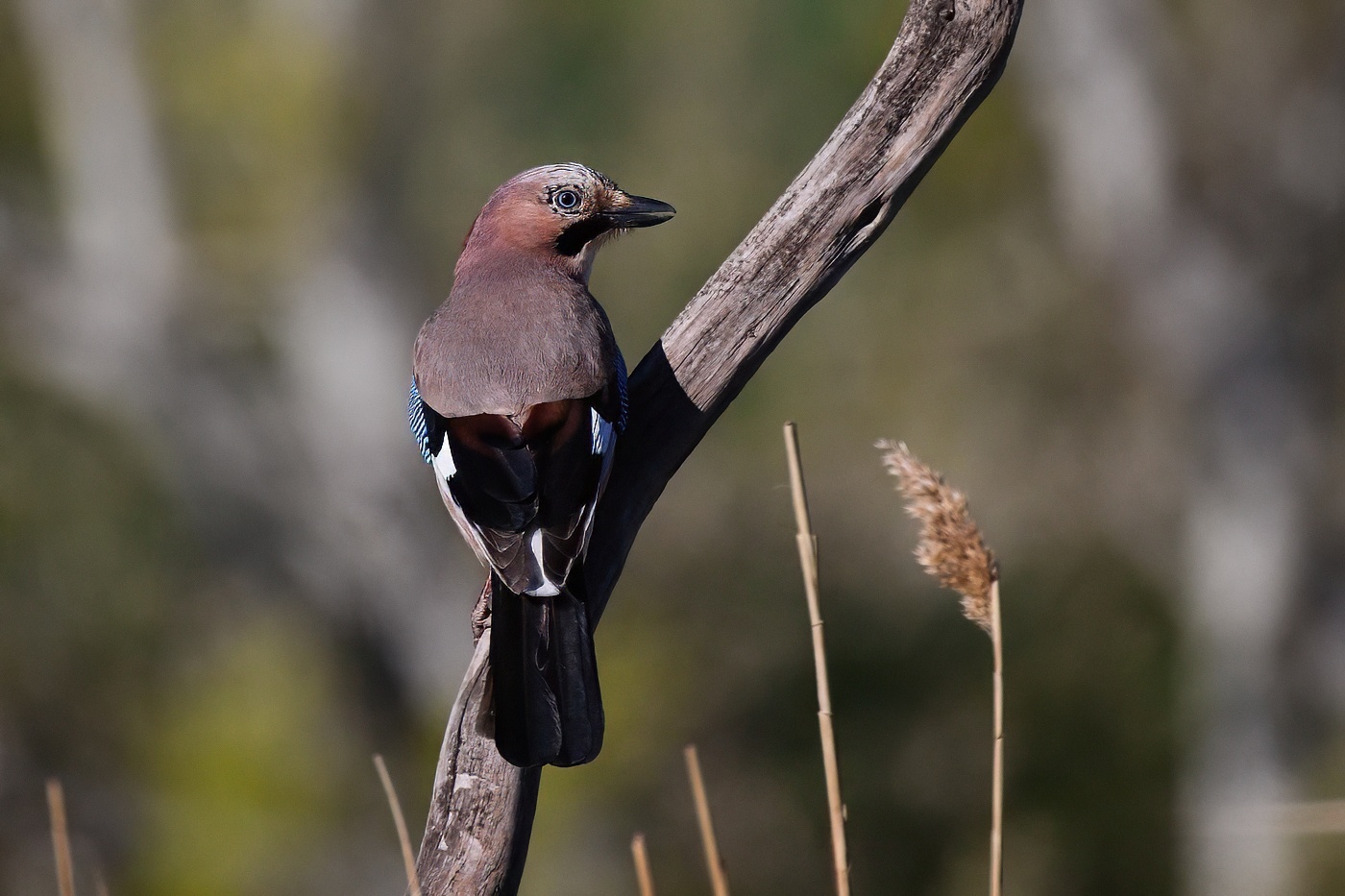 Sojka obecná  ( Garrulus glandarius )