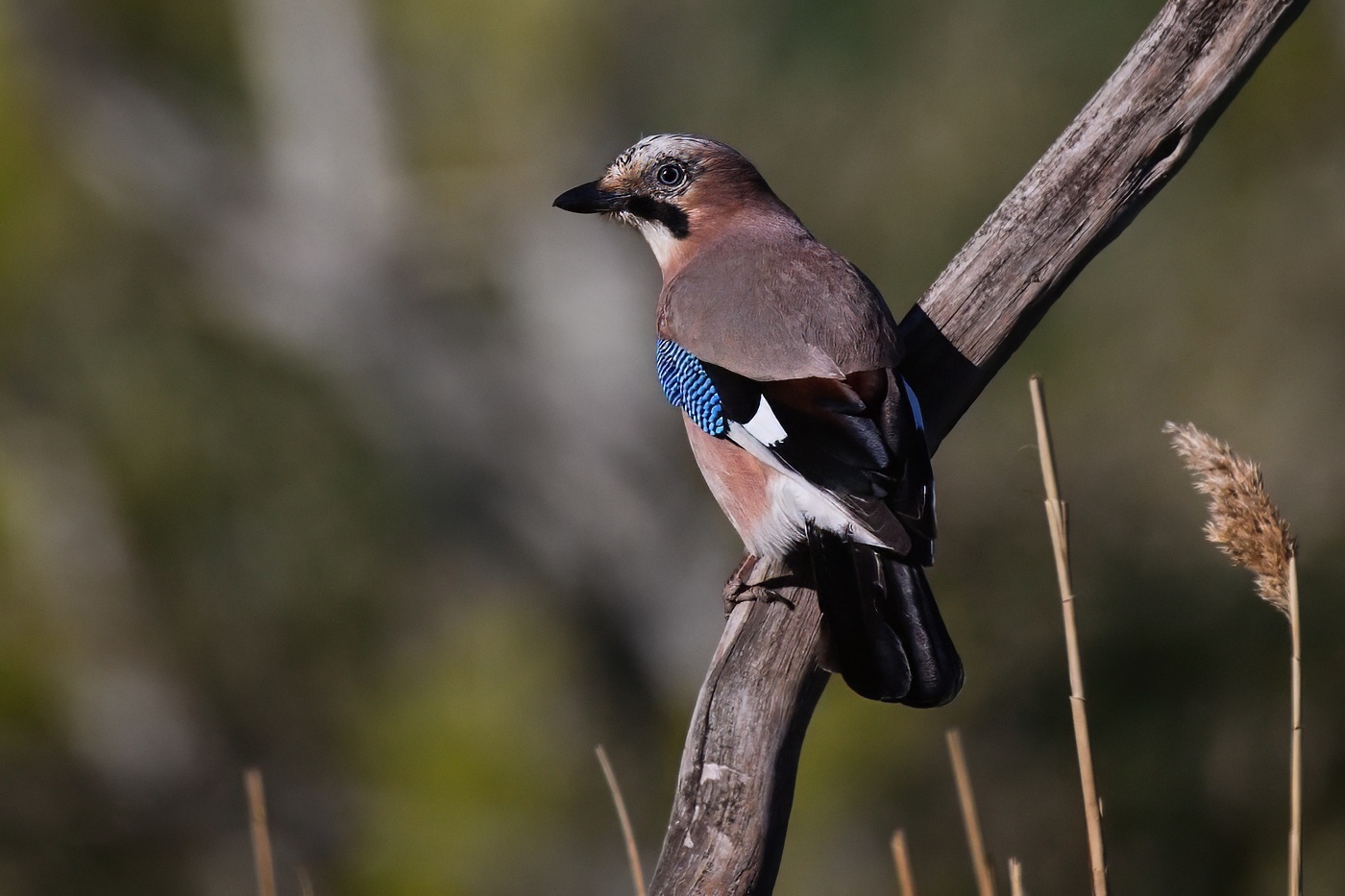 Sojka obecná  ( Garrulus glandarius )