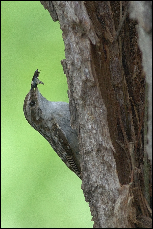 Šoupálek dlouhoprstý
