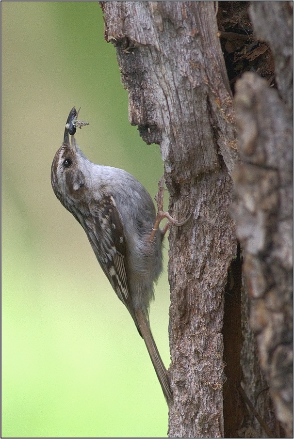 Šoupálek dlouhoprstý