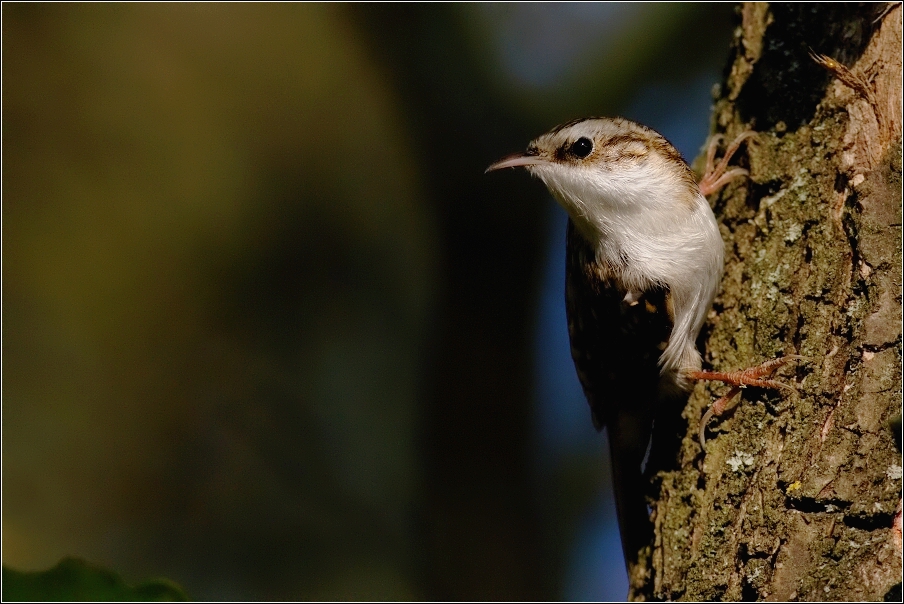 Šoupálek  dlouhoprstý  ( Certhia familiaris )