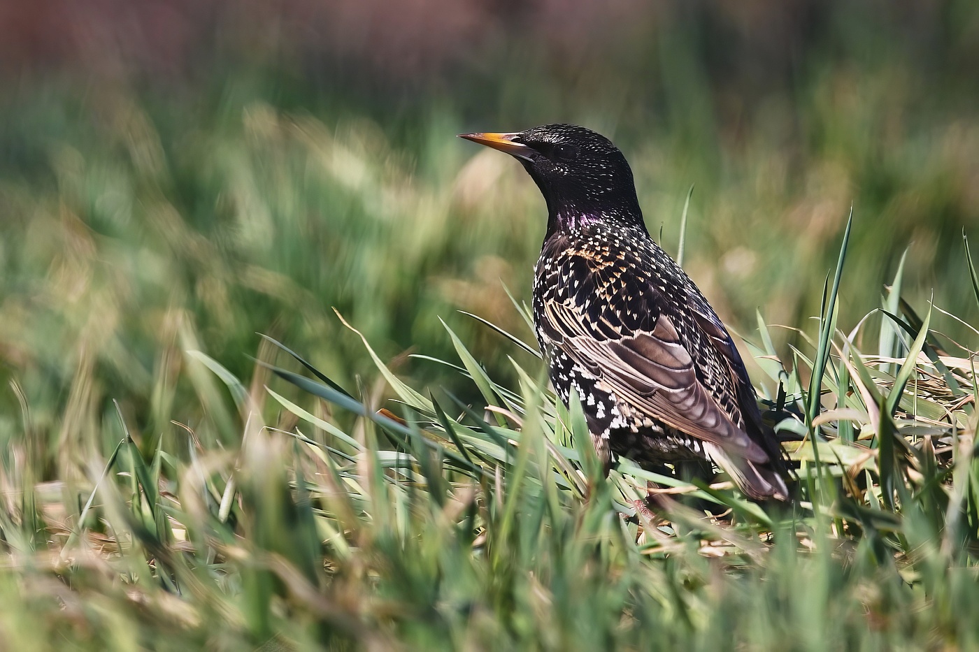 Špaček obecný  ( Sturnus vulgaris )