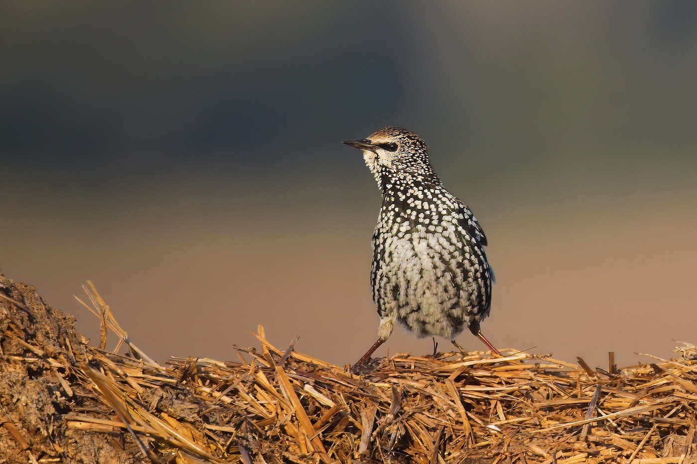 Špaček obecný  ( Sturnus vulgaris )