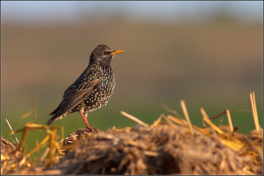 Špaček obecný ( Sturnus vulgaris )